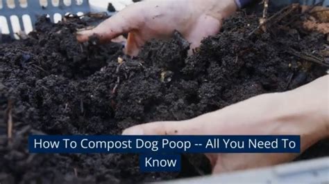 can dog poop be composted.